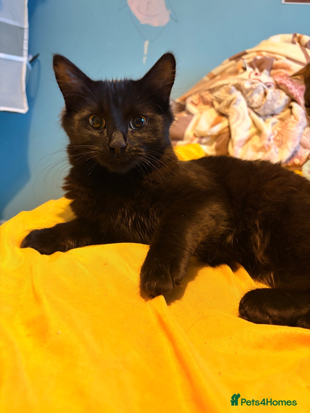 Mixed Breed cats for sale: Beautiful Cats - Advert 5