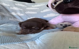 English Bulldog dogs for sale: Self Whelped Healthy English bulldog Babies❤️🤍 - Image 31