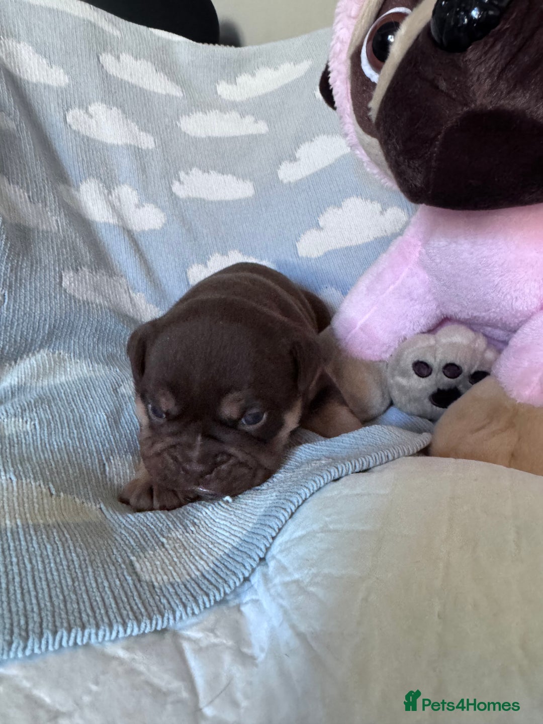 English Bulldog dogs for sale: Self Whelped Healthy English bulldog Babies❤️🤍 - Image 31