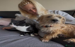 Mixed Breed dogs for adoption: Button - Watton Norfolk  - Advert 2