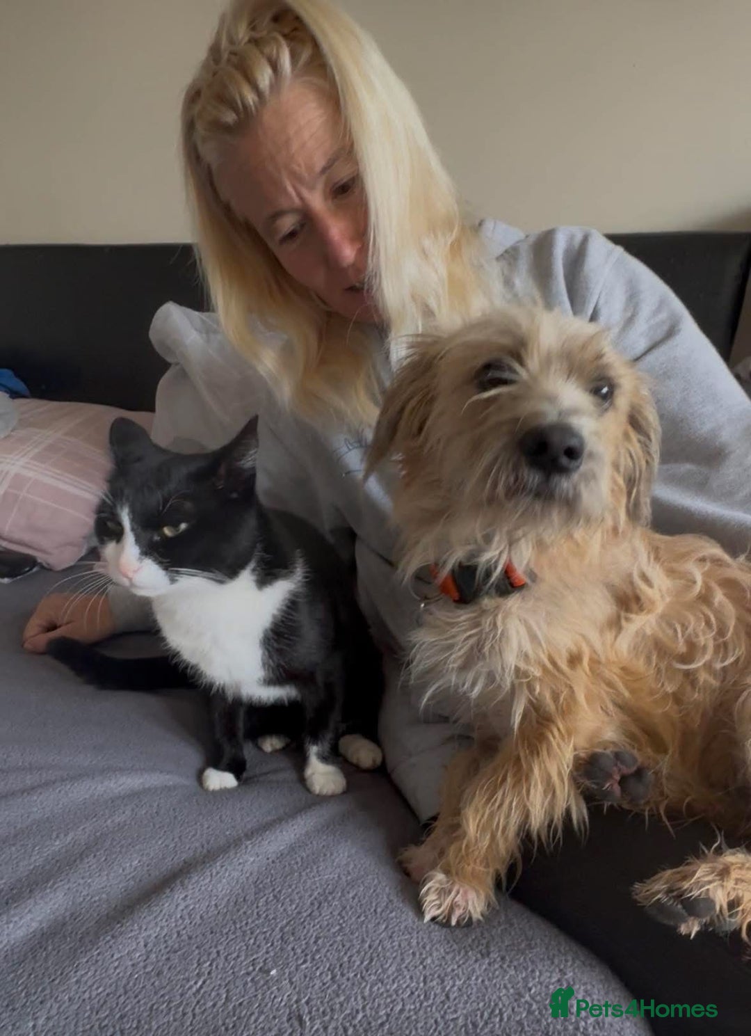 Mixed Breed dogs for adoption: Button - Watton Norfolk  - Advert 2