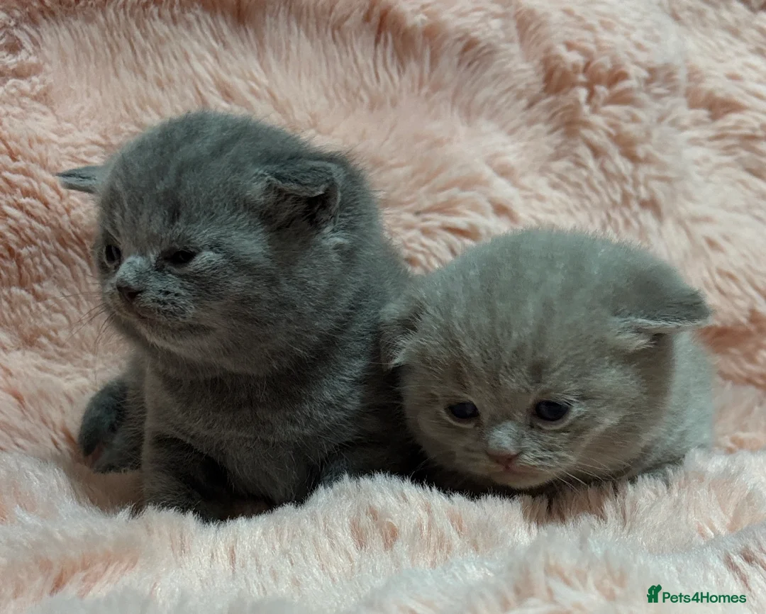 British Shorthair cats for sale: Beautiful British short hair kittens  - Advert 28