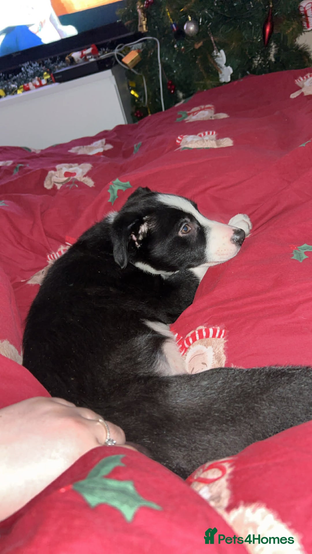 Border Collie dogs for sale: Male border collie pup - Advert 5