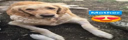 Golden Retriever dogs for sale: Gorgeous Golden Retriever Puppies KC Reg  - Advert 1