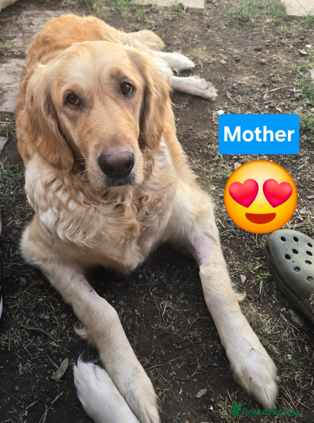 Golden Retriever dogs for sale: Gorgeous Golden Retriever Puppies KC Reg  - Advert 1