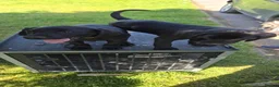 Labrador Retriever dogs for sale: Labrador x Labrador/flat coat retriever puppies - Advert 26