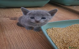 Russian Blue cats for sale: TICA Russian Blue Kittens Pedigree in Derby - Image 11