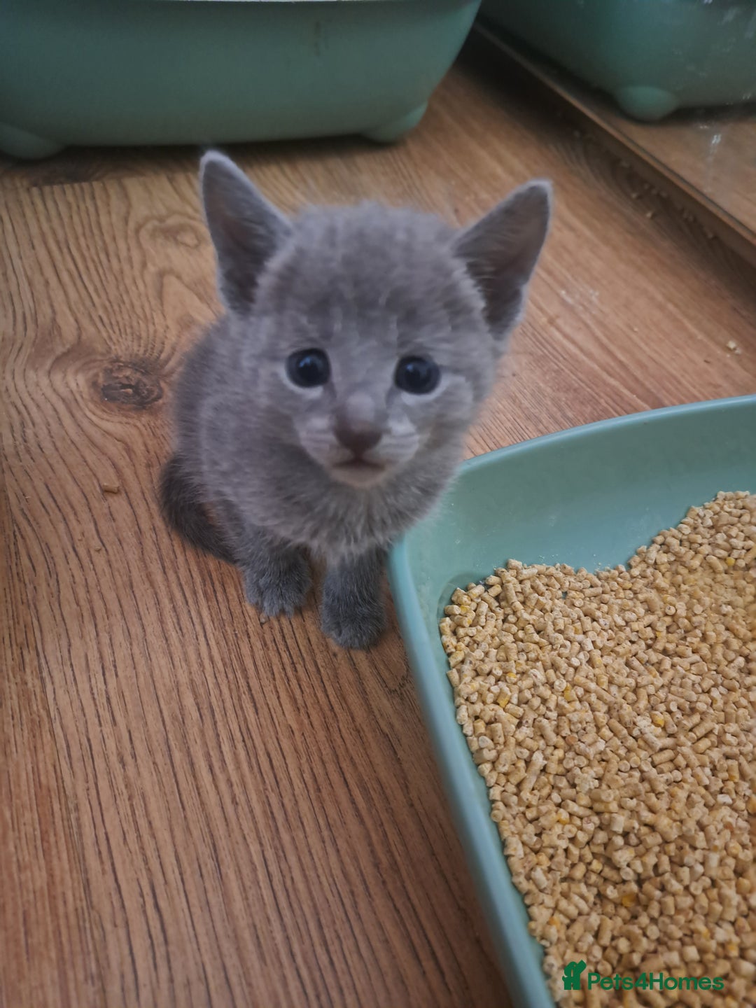 Russian Blue cats for sale: TICA Russian Blue Kittens Pedigree in Derby - Image 11