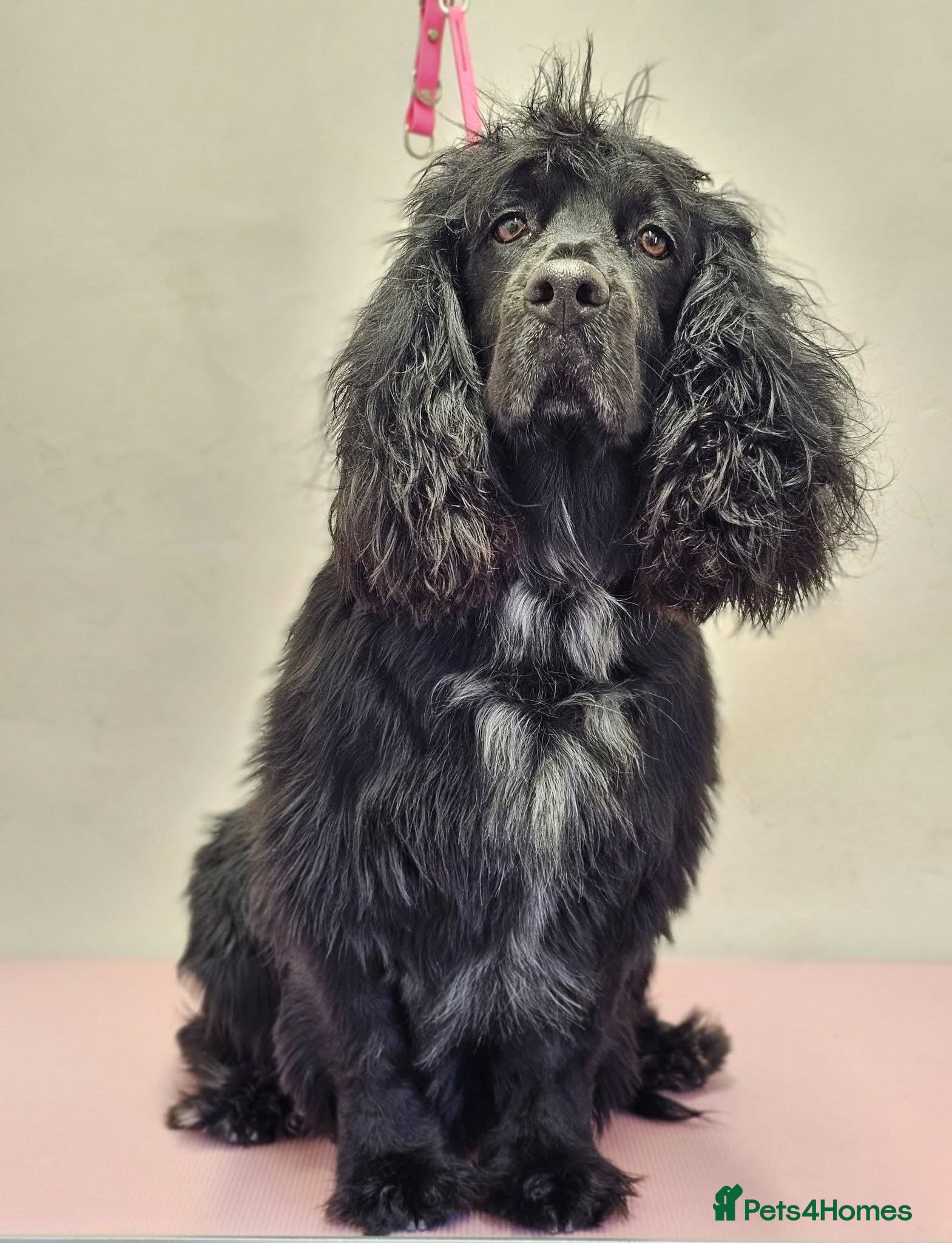 Mixed Breed dogs Ready to Leave Cocker SpanielBorder Collie Puppies - Advert 2