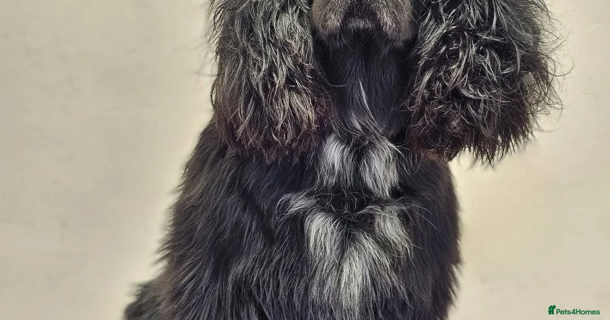 Ready to Leave Cocker SpanielBorder Collie Puppies for sale in Dewsbury ...