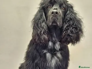 Mixed Breed dogs Ready to Leave Cocker SpanielBorder Collie Puppies - Advert 2