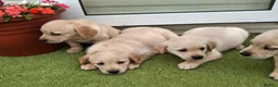 Goldador dogs for sale: Goldador Puppies  - Advert 17