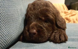 Labradoodle dogs for sale: F1 Labradoodle puppies - Image 5