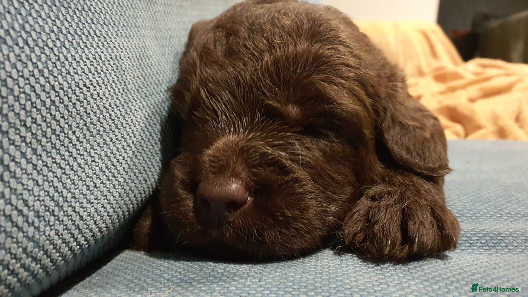 Labradoodle dogs for sale: F1 Labradoodle puppies - Image 5