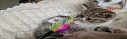 Exotic cats for sale: 4 beautiful exotic x kittens - Advert 10