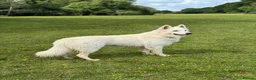 German Shepherd dogs for stud: *Proven* White Shepherd Dog Male at Stud  - Advert 1