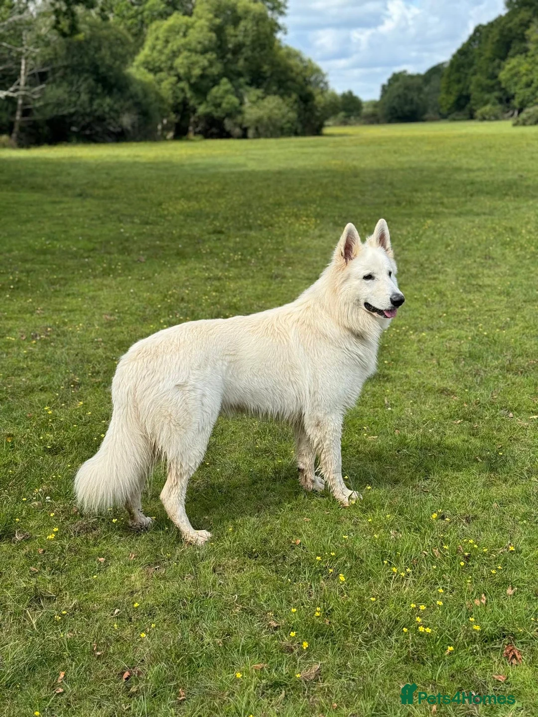 German Shepherd dogs for stud: *Proven* White Shepherd Dog Male at Stud  - Advert 1