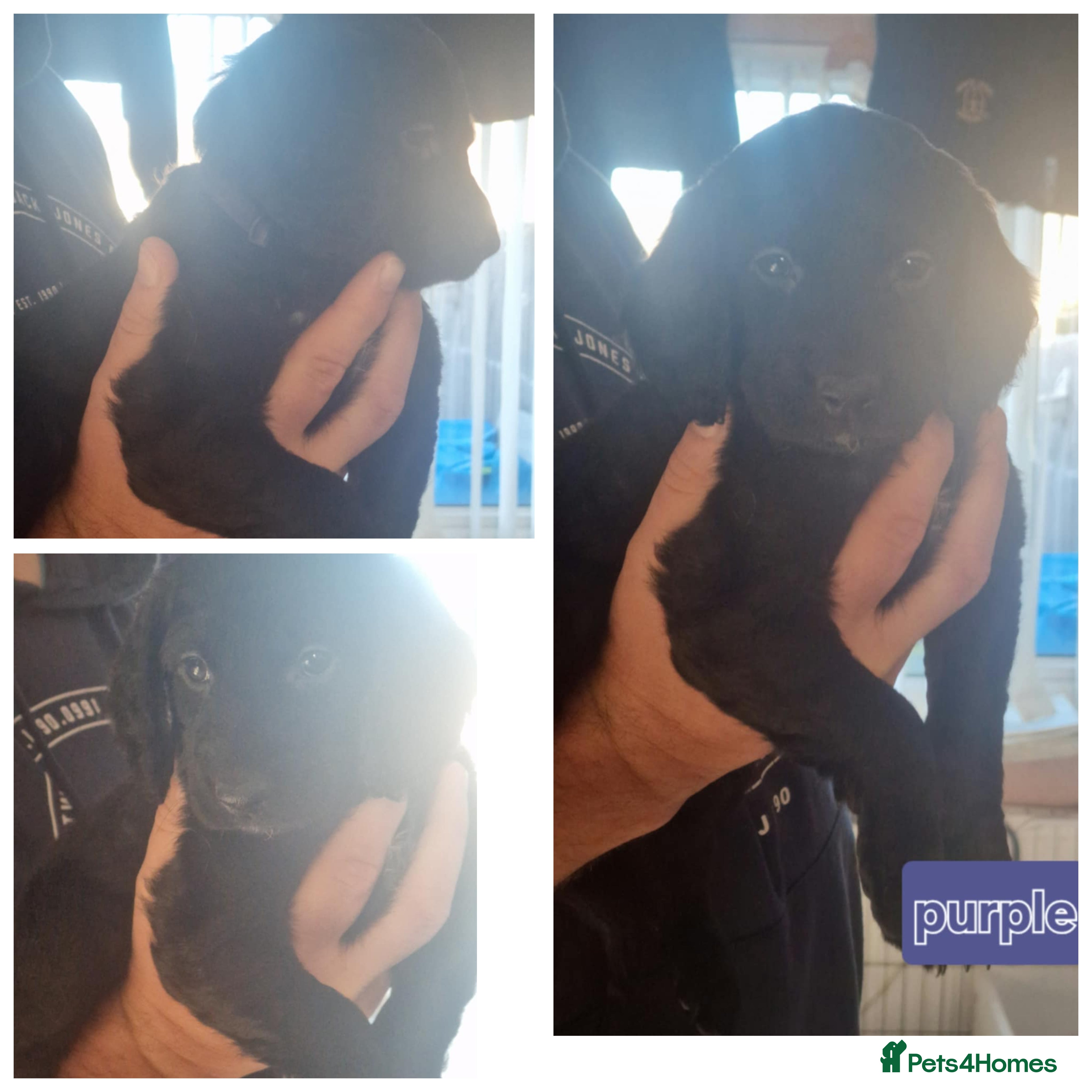 Cockapoo dogs Beautiful f2 cockapoo pups - Advert 11