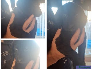 Cockapoo dogs Beautiful f2 cockapoo pups - Advert 11