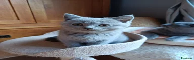 British Shorthair 3