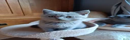 British Shorthair cats for sale: Blue British shorthairs kittens with GCCFpedigree - Advert 13