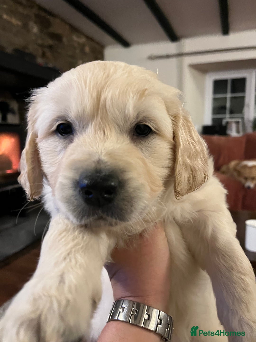 Golden Retriever dogs for sale: KC registered Golden Retriever puppies  - Advert 7