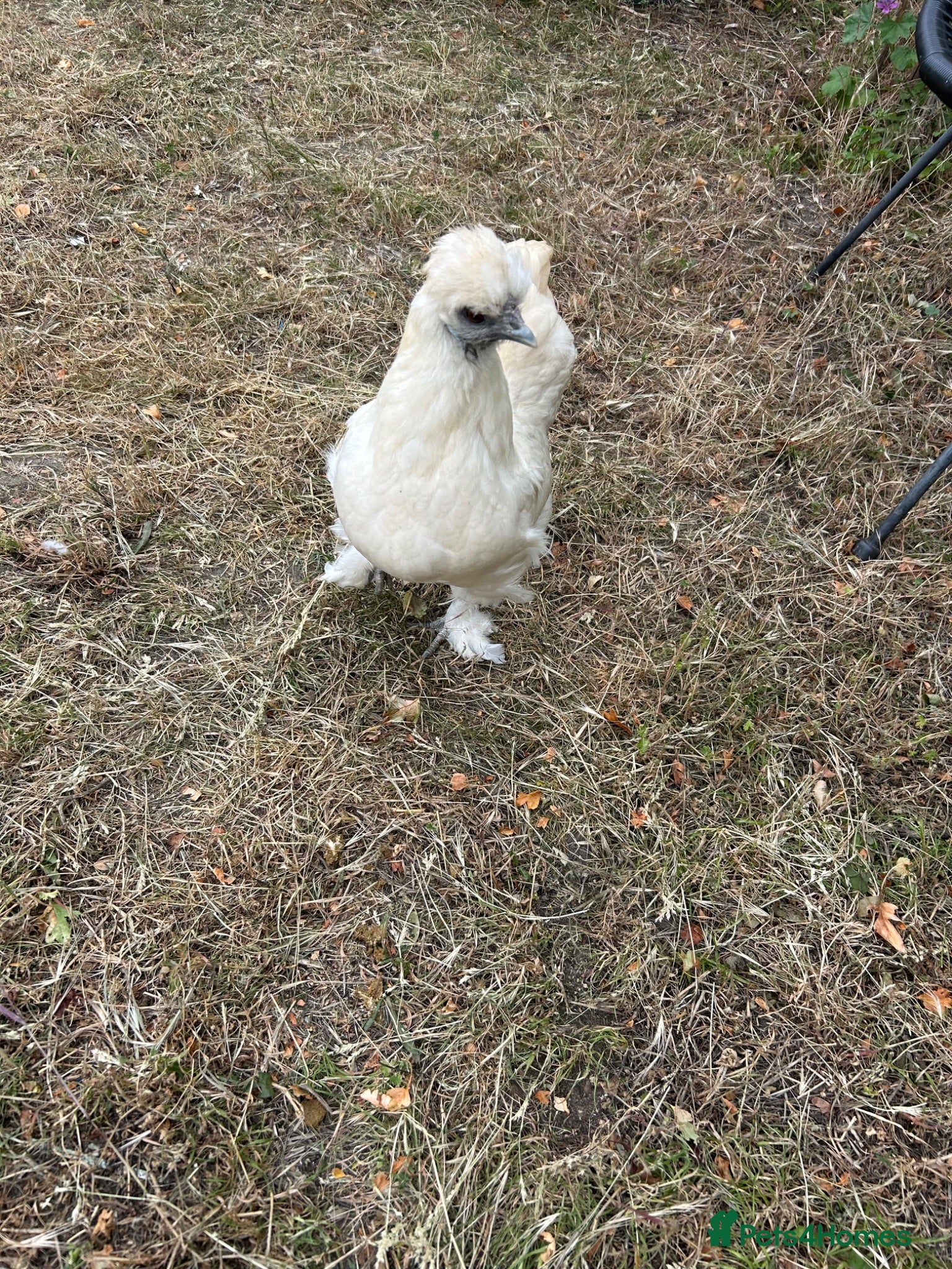 Chickens poultry USA Silkies- Bantams  - Advert 10