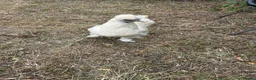 Chickens poultry for sale: USA Silkies- Bantams  in Cambridge - Advert 1
