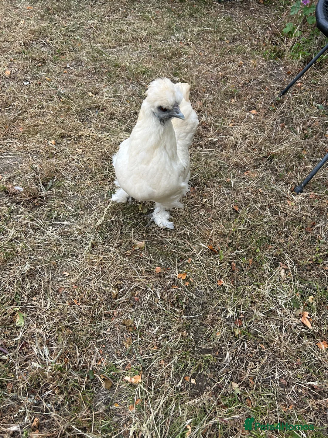 Chickens poultry for sale: USA Silkies- Bantams  in Cambridge - Advert 1