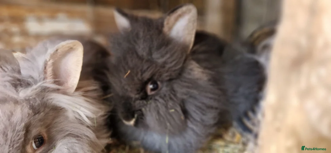 Lionhead rabbits for sale: Cute fluffy friendly lionhead babies-2boys left - Advert 1