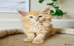 Norwegian Forest Cat cats for sale: Full FIFe pedigree Norwegian Forest Kittens  in Normanton - Image 32