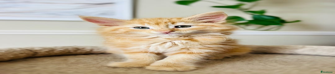 Norwegian Forest Cat Kitten 1
