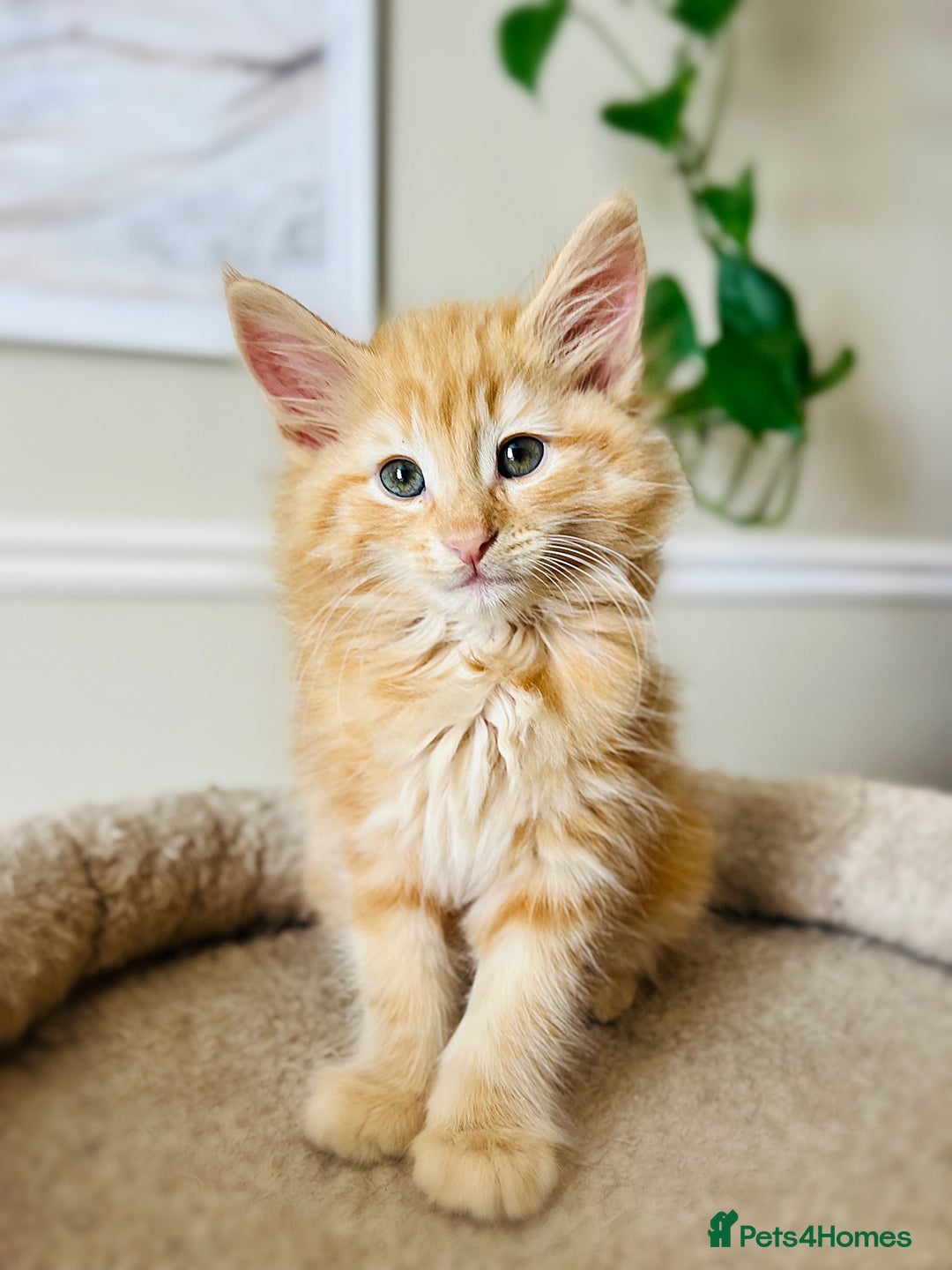 Norwegian Forest Cat cats for sale: Full FIFe pedigree Norwegian Forest Kittens  in Normanton - Image 32