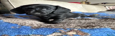 Miniature Dachshund Black