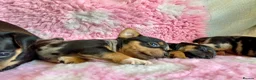 Jack Russell dogs for sale: Exquisite Rare Merle & black & tan - Advert 11