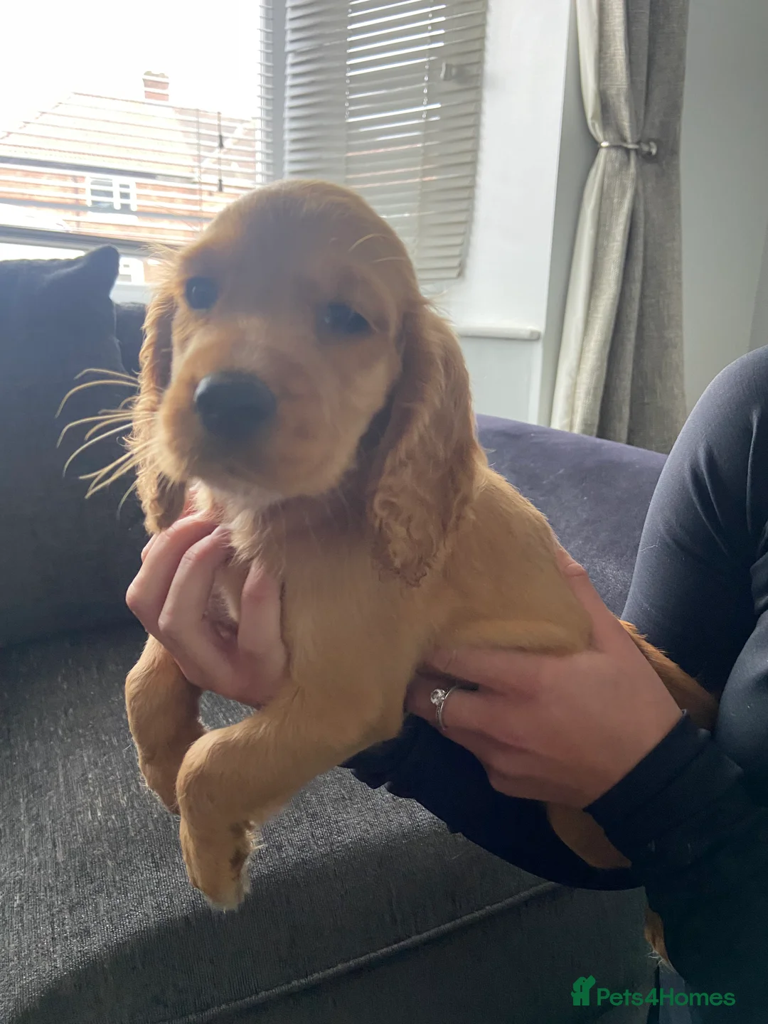 Cocker Spaniel dogs for sale: Cocker spaniel puppies  in York - Advert 13