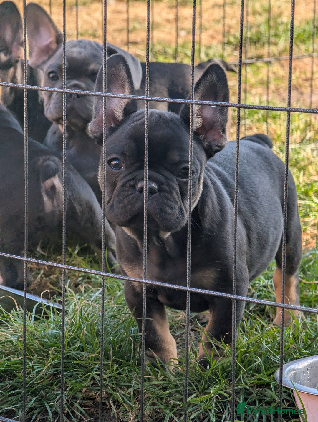 French Bulldog dogs for sale: French bulldog puppies!!! - Image 5