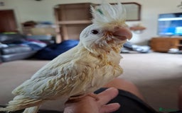 Cockatiels birds for sale: Hand reared cockatiels  - Image 4