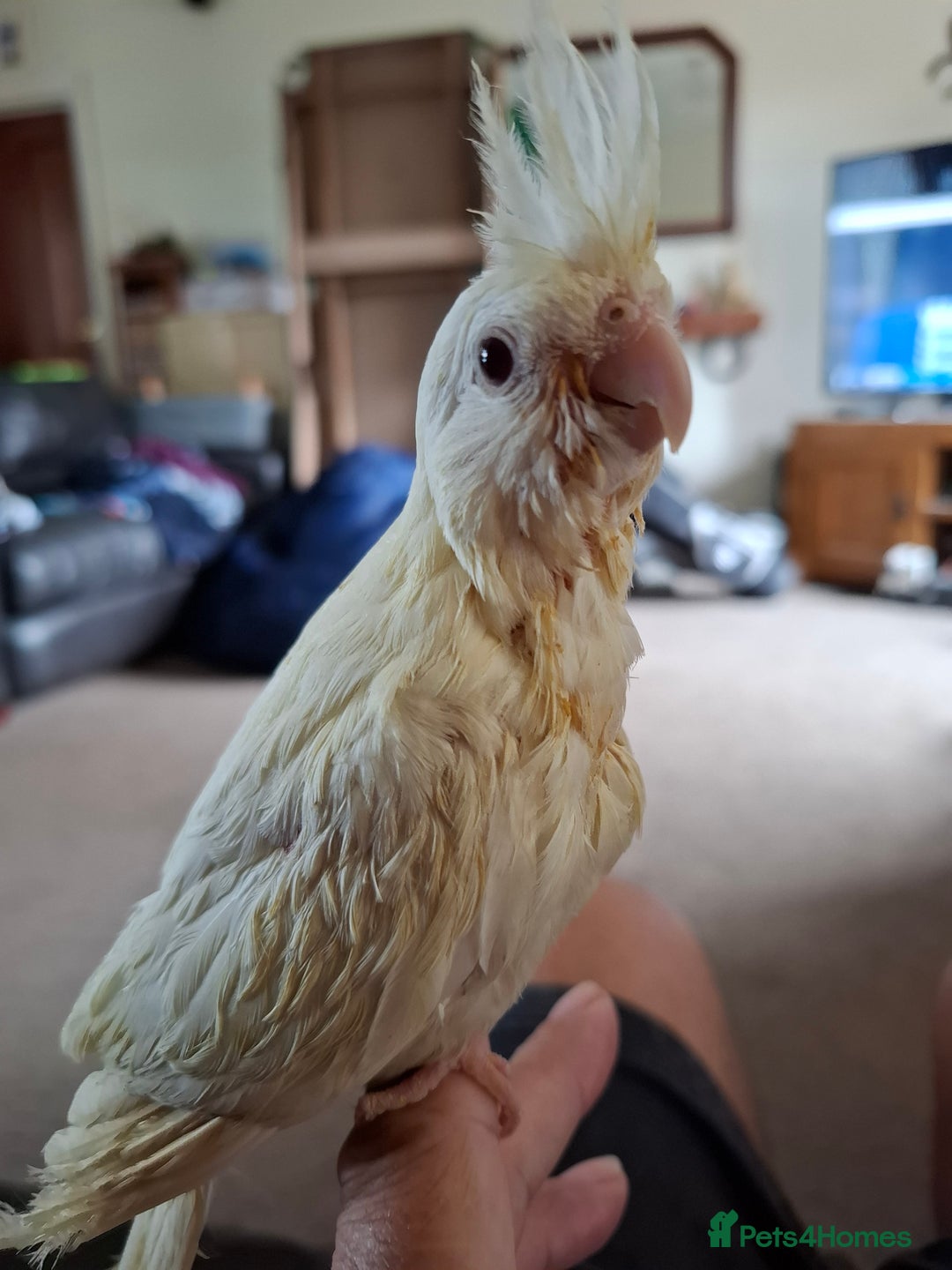 Cockatiels birds for sale: Hand reared cockatiels  - Image 4