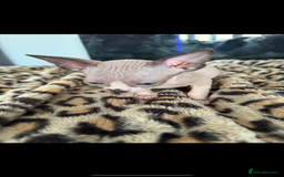 Sphynx cats for sale: canadian sphynx for sale  - Advert 14