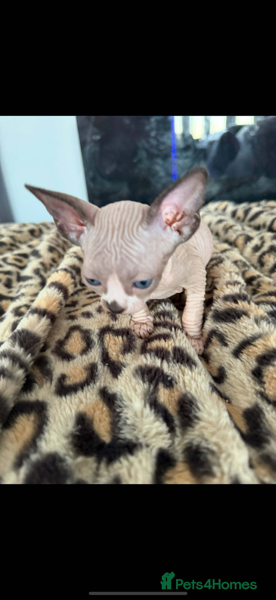 Sphynx cats for sale: canadian sphynx for sale  - Advert 14