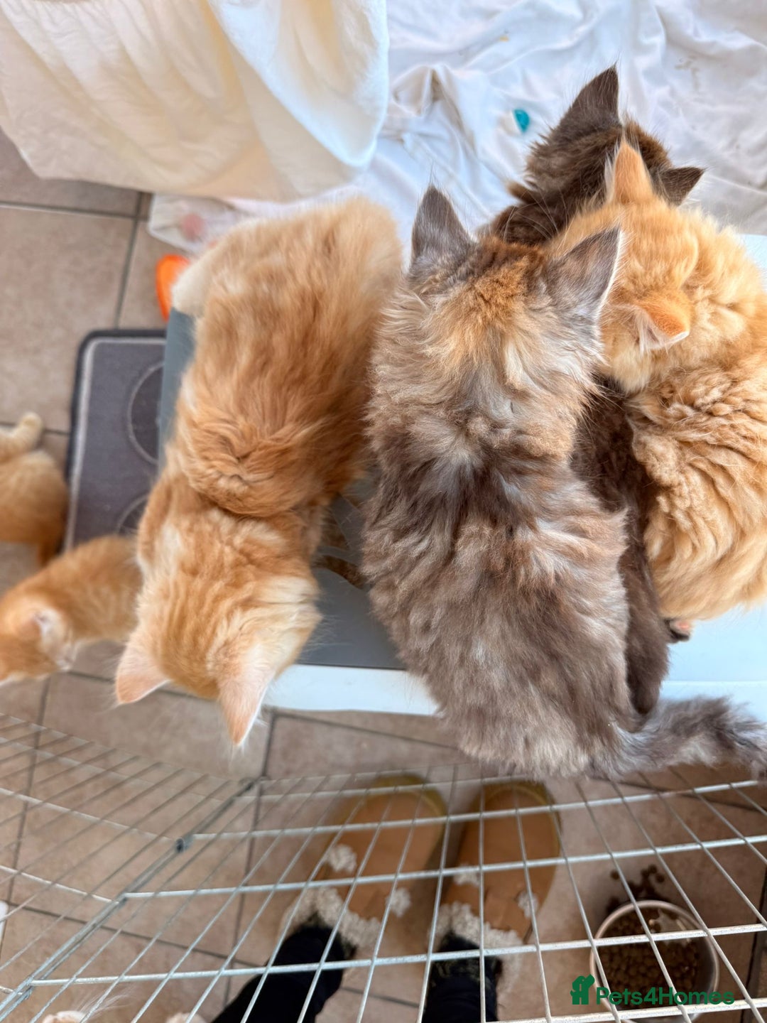 Maine Coon cats for sale: 🐾 Maine Coon Kittens X needing forever home 🐾 - Image 33
