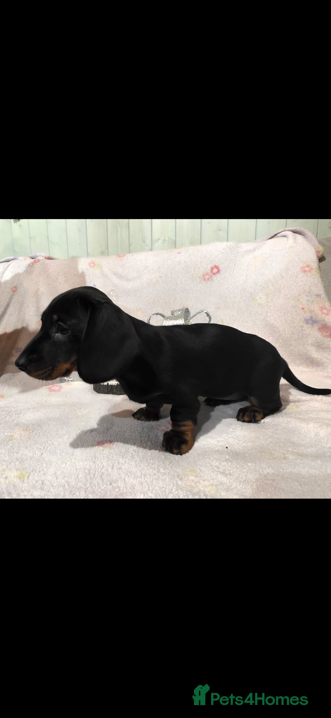 Dachshund dogs for sale: Beautifull puppies  - Advert 7