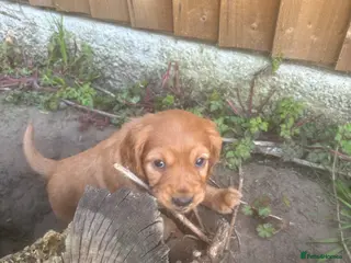 Cocker Spaniel dogs Beautiful KC Reg. Working Cocker Spaniels - Advert 11