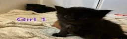 British Longhair cats for sale: Fluffy girl kittens  in Norwich - Advert 5