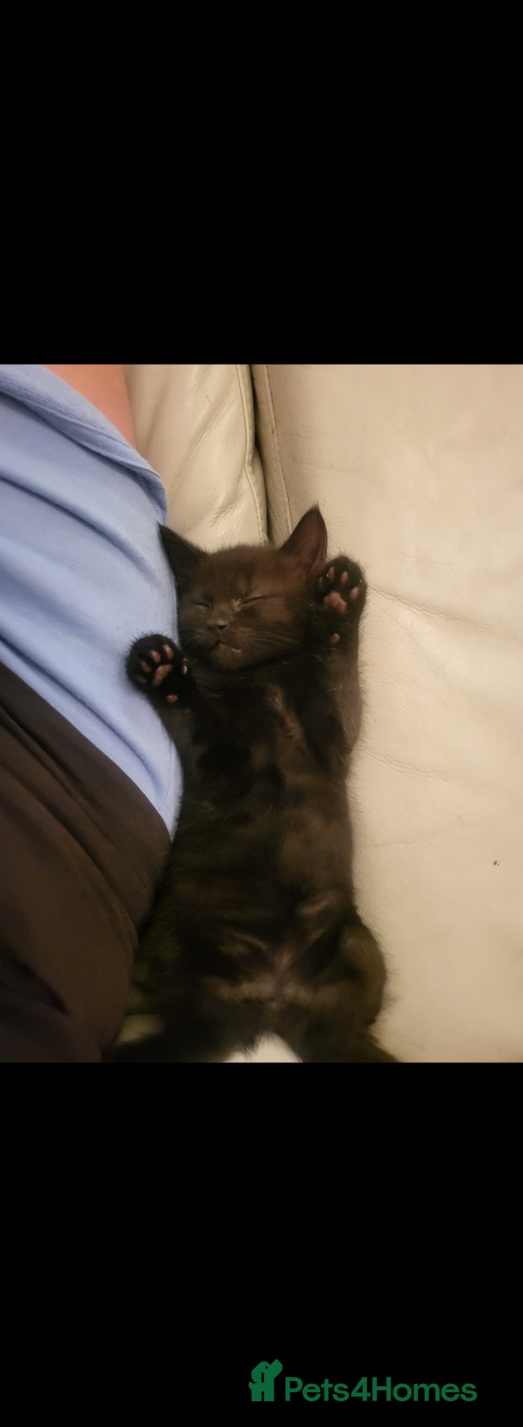 Mixed Breed cats 8 week old gorgeous kitten  - Advert 5
