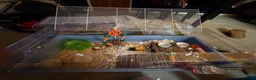 Hamster rodents for sale: Russian Dwarf Girl Looking for new home - Advert 2