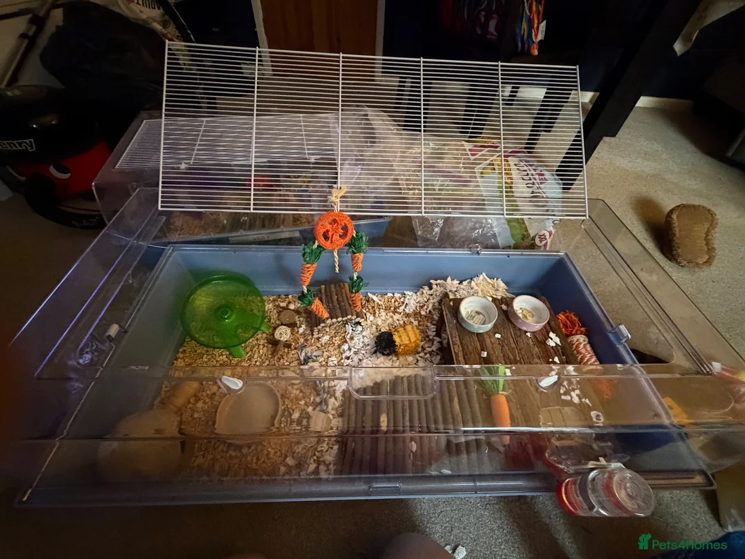Hamster rodents for sale: Russian Dwarf Girl Looking for new home - Advert 2