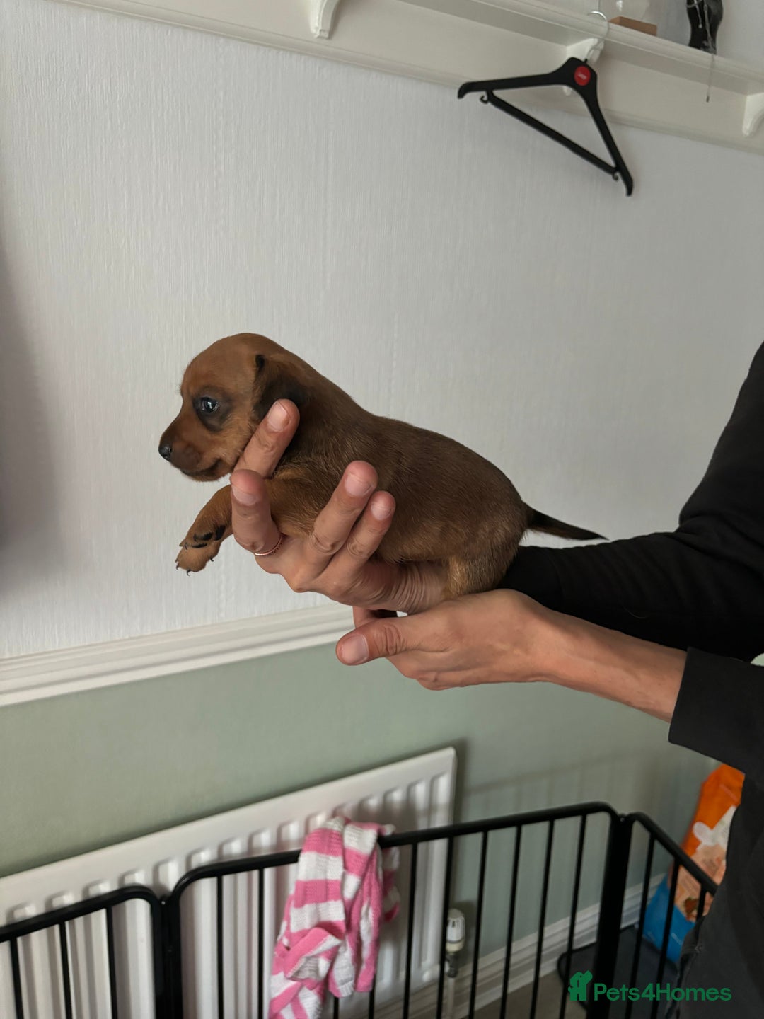 Mixed Breed dogs for sale: Jack Russel x Lucas Terrier Puppies - Image 25