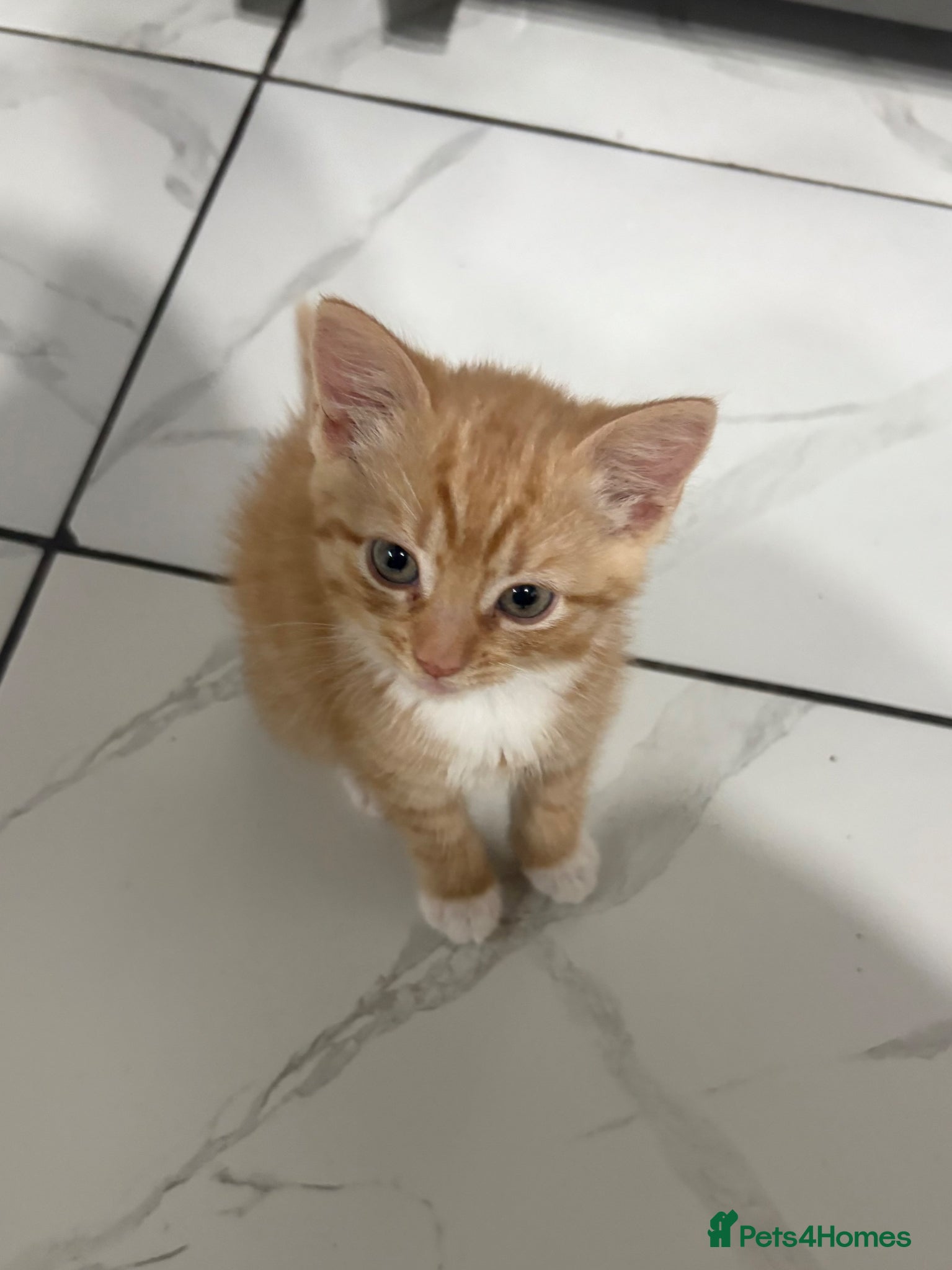 Mixed Breed cats Ginger kitten - Advert 4